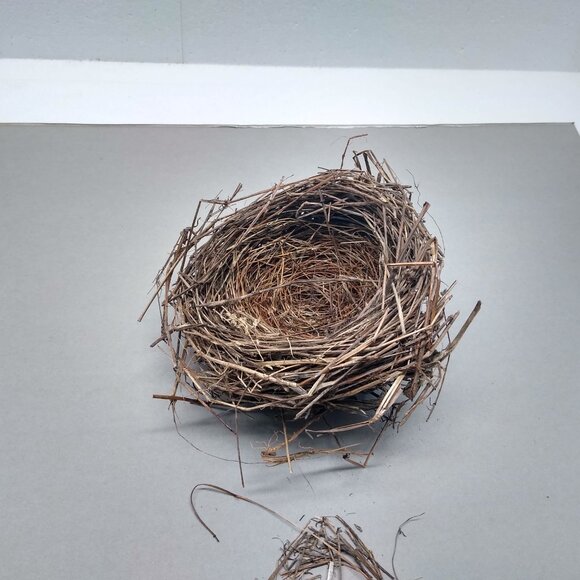 Authentic Natural Bird Nest 2011 Joplin Missouri Tornado Aftermath Unique Rustic - Picture 3 of 8